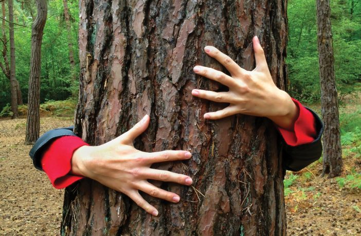 hug tree pine