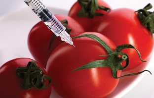 GMO TOMATO