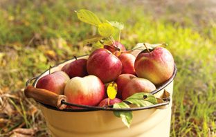 apples bucket