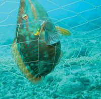 coral fish net