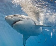 shark