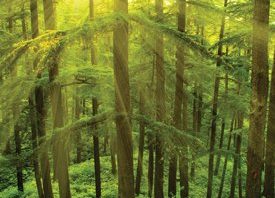 trees